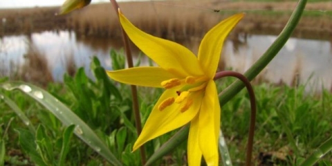 Bieberstein tulipan: fotografija i opis, gdje raste, je li u crvenoj knjizi